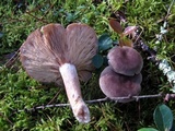 Lactarius hibbardiae image