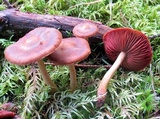 Cortinarius semisanguineus image