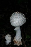 Amanita subcokeri image