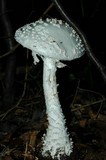 Amanita subcokeri image