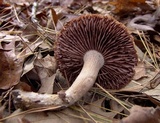Laccaria ochropurpurea image