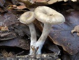 Pseudoclitocybe cyathiformis image