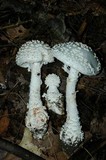 Amanita subcokeri image