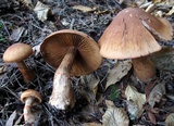 Cortinarius armillatus image
