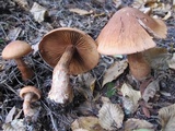 Cortinarius armillatus image