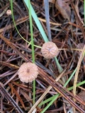 Gymnopus androsaceus image