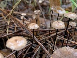 Gymnopus androsaceus image