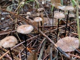 Gymnopus androsaceus image