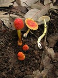 Amanita rubrovolvata image