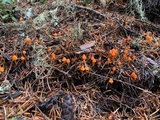 Mycena strobilinoidea image