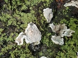 Kretzschmaria deusta image