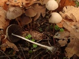Psathyrella subhepatica image