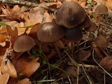 Psathyrella subhepatica image