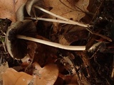 Psathyrella subhepatica image