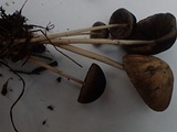 Psathyrella subhepatica image