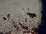 Psathyrella subhepatica image