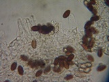 Psathyrella subhepatica image