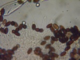 Psathyrella subhepatica image