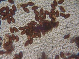 Psathyrella subhepatica image