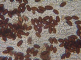 Psathyrella subhepatica image