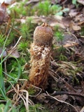 Calostoma ravenelii image