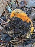 Fomitopsis mounceae image