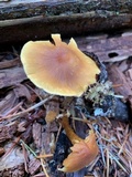 Cystoderma fallax image