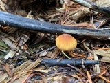 Cystoderma fallax image