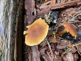 Cystoderma fallax image