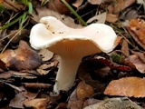Hygrophorus laurae image