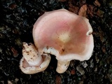 Hygrophorus laurae image