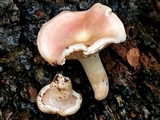 Hygrophorus laurae image