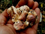 Hygrophorus laurae image