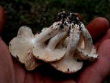 Hygrophorus laurae image