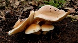 Hygrophorus laurae image