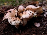 Hygrophorus laurae image