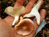 Hygrophorus laurae image