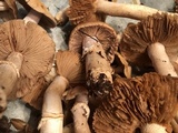 Cortinarius caperatus image