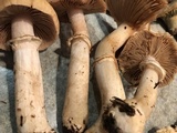 Cortinarius caperatus image