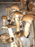 Cortinarius caperatus image