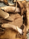 Cortinarius caperatus image