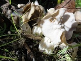 Helvella crispa image