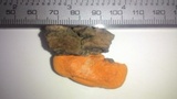 Earliella scabrosa image
