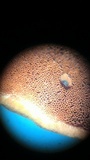 Earliella scabrosa image
