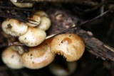 Pholiota alnicola var. alnicola image