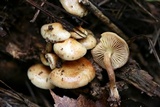 Pholiota alnicola var. alnicola image