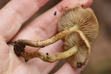 Pholiota alnicola var. alnicola image