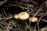 Pholiota alnicola var. alnicola image