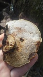 Ganoderma sessile image