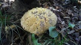 Inonotus dryadeus image